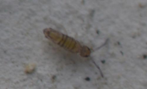 Entomobrya nivalis